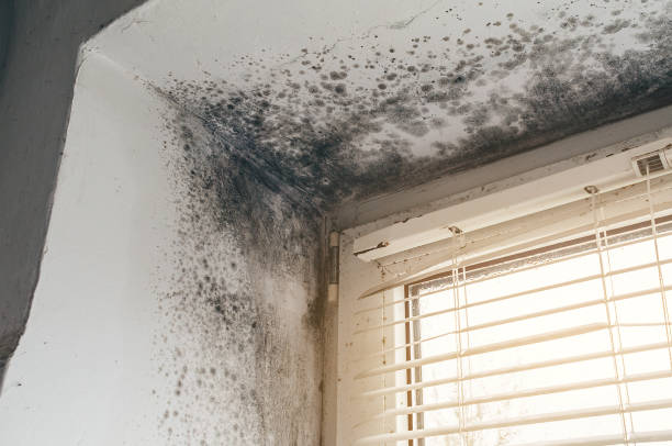 Trusted Black Mold Removal service in Sherborn, MA - Cheap Mold Removal